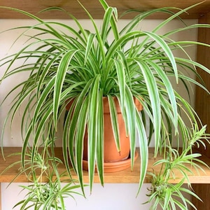 Spider Live Plant, Spider Plant, Chlorophytum Comosum, 5 Inches Tall in 4" Pot, Variegated Leaves, Air Purifying