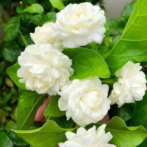 May include: Close-up of several white jasmine flowers with multiple layers of petals. The flowers are surrounded by vibrant green leaves. The image highlights the delicate texture and natural beauty of the blossoms.