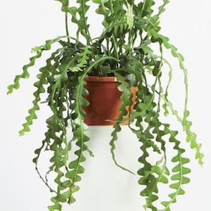 May include: A green zig-zag plant in a terracotta pot. The plant has long, cascading stems with a unique, wavy leaf pattern. The pot is a warm, earthy tone, contrasting with the bright green foliage. The plant is set against a plain white background.