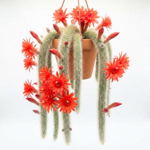 May include: A hanging potted cactus with long, trailing stems and vibrant red flowers. The cactus is in a terracotta pot, suspended by a brown cord against a white background. The flowers are in full bloom, adding a pop of color.