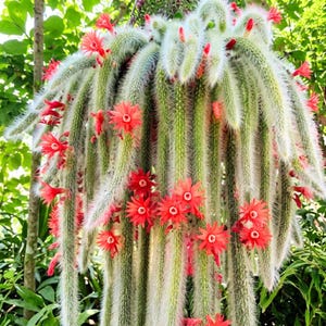 May include: A hanging cactus with long, slender, light green stems covered in fine white spines. The plant features numerous vibrant, star-shaped red flowers blooming along the length of the trailing stems, creating a dense, cascading display.