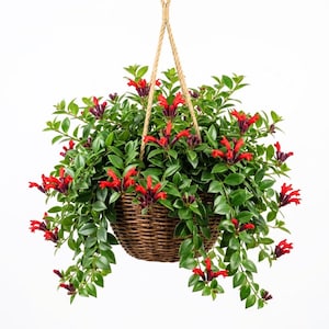 May include: A lush lipstick plant with vibrant red, tubular flowers and dark green, glossy leaves, housed in a round, woven brown wicker hanging basket suspended by a thick, natural-colored rope against a plain white background.