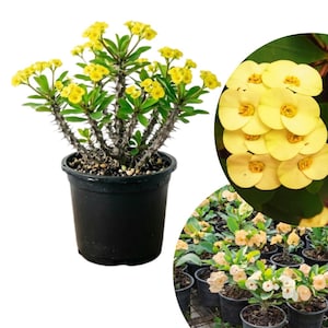 Euphorbia Crown of Thorns Plants, Yellow Crown of Thorns, 4" Pot, Euphorbia Milii, 4-6 Inches Tall