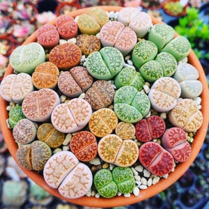 May include: A collection of small, succulent Lithops plants packed into a round terracotta pot. The plants feature diverse colors including shades of green, orange, red, and beige, with intricate, brain-like patterns on their split, rounded surfaces.