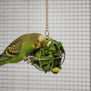 May include: A green and yellow budgerigar perched on a spherical metal wire foraging toy filled with fresh green lettuce leaves. The toy is suspended from the top of a wire cage by a thin metal chain and a single metal loop at the top.