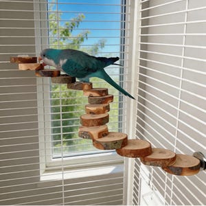 Op de afbeelding: Een kleine blauwe en grijze papegaai staat op een kronkelende trap gemaakt van natuurlijke houten schijven. De vogel zit op de bovenste treden van de structuur, die aan de witte tralies van een kooi is bevestigd als een klimpad.