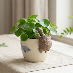 Puede incluir: Una pequeña maceta de cerámica blanquecina con un diseño floral azul, que contiene una planta verde con hojas redondas. Una figura decorativa de tortuga marrón está adherida a la maceta. La maceta está sobre una superficie de color neutro.