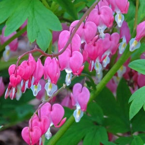 Pode incluir: Close-up de um grupo de flores rosa coração sangrando com pétalas em forma de coração. As flores pendem de caules arqueados, com detalhes brancos e amarelos. O fundo apresenta folhas verdes.