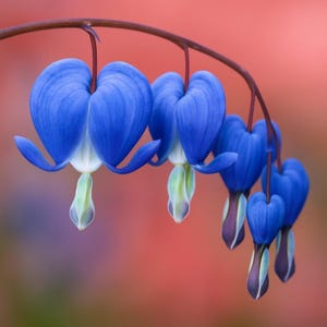 Pode incluir: Um close-up de flores azuis de coração sangrento. As pétalas em forma de coração são de um azul vibrante, com detalhes brancos e verdes. As flores pendem de um caule castanho curvo contra um fundo suave e desfocado.