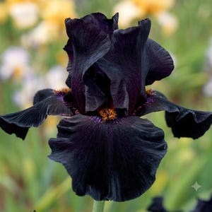 May include: A deep black iris flower with ruffled petals and a prominent orange beard at the center. The bloom features complex, layered petals that transition into dark purple tones near the base, showcasing a velvety texture and intricate structure.