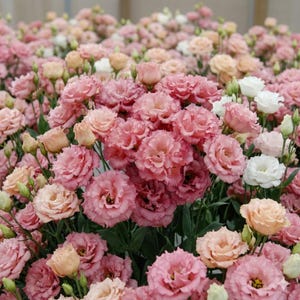 Planta de lisianthus de color rosa intenso viva en maceta de 0,75'', planta de lisianthus, rosas sin espinas Eustoma, de 3 a 5'' de alto