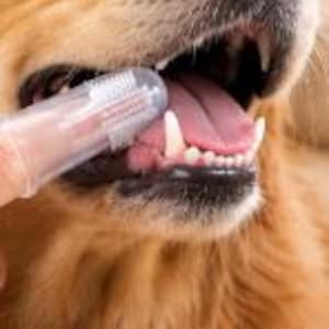 Op de afbeelding: Een doorzichtige siliconen vingertandenborstel met zachte haren, geplaatst bij de open bek van een hond met een gouden vacht. Het gebitsreinigingsmiddel is ontworpen om over een vinger te passen en heeft een textuur voor het reinigen van tanden.