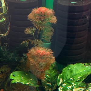 May include: An aquatic plant with feathery, orange-tipped stems and whorled leaves, positioned in front of two black cylindrical sponge filters. Below the plant are broad, variegated green leaves with white spots, submerged in water.