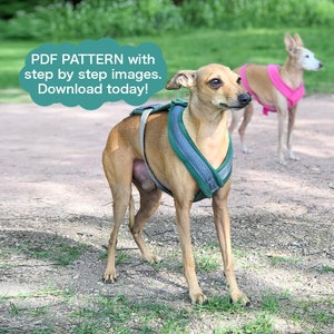 Make your own / PATTERN / y-harness / italian greyhound / dog harness
