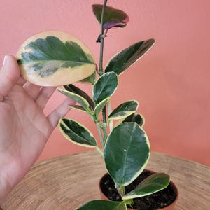Peut inclure: Une plante de Hoya en pot, avec des feuilles épaisses et ovales. Les feuilles présentent un mélange de vert, de jaune crème et de rose. La plante est dans un petit pot marron, sur fond pêche.