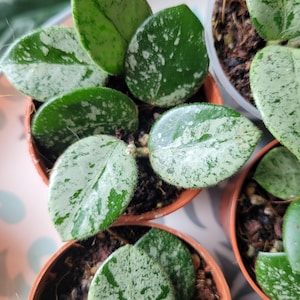 Hoya Mathilde Splash selected 6cm kruka