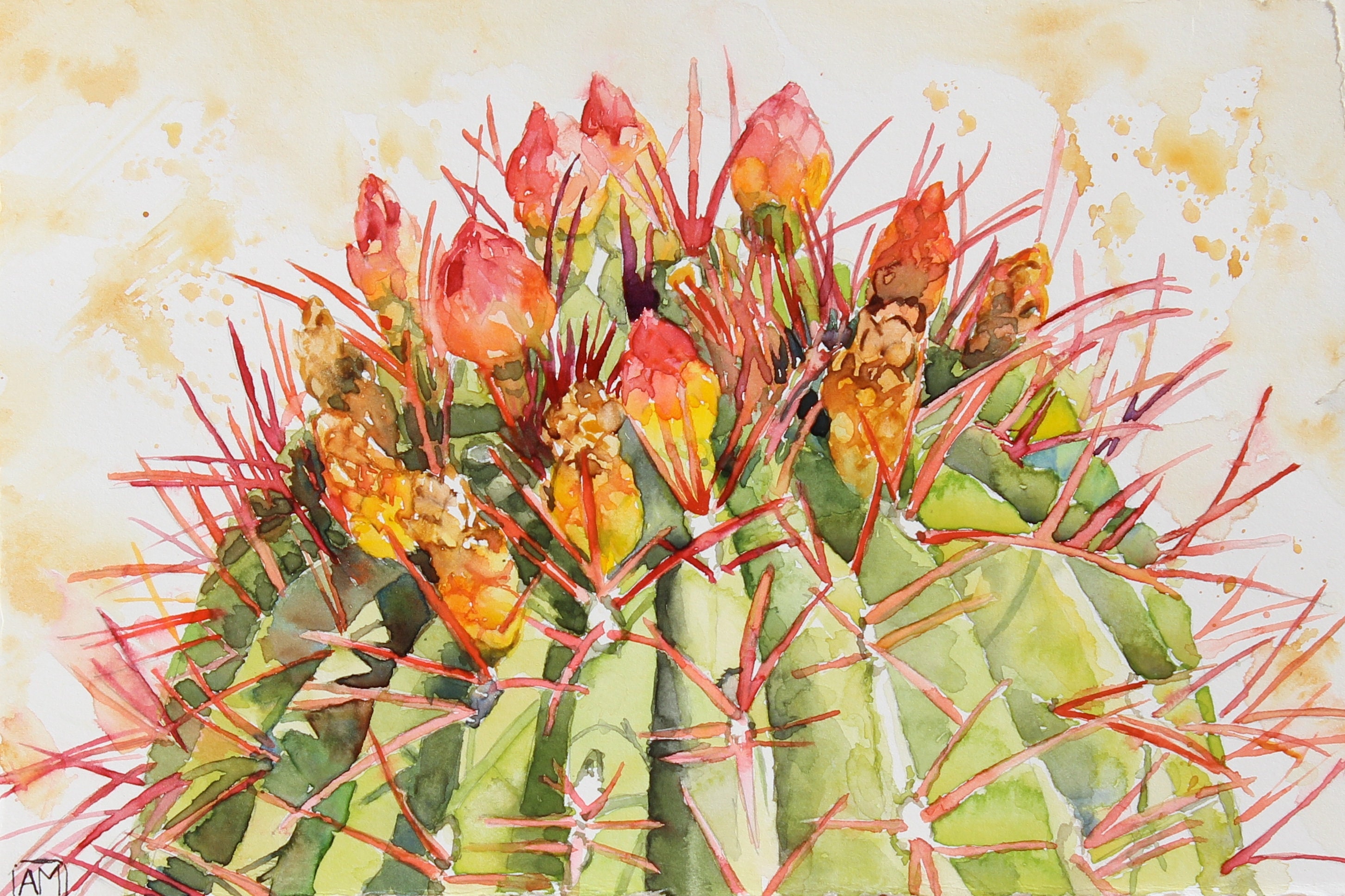 Rojas Succulents and Cacti - Etsy