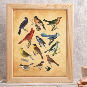 Impresión artística de ilustración vintage, Woodland - Colección de collage de pájaros cantores - Trece pájaros cantores diferentes - Póster, observador de aves, senderismo - 8x10