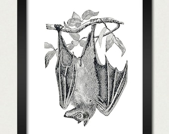 Bat - attaccatura di parete di pipistrello d'epoca Upside Down Bat in Tree Poster stampa - 8x10 cucina sala dormitorio College matrimonio regalo adolescente nero bianco
