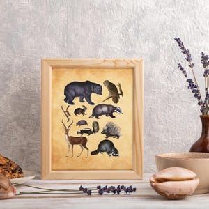 Impresión artística con ilustración vintage de un bosque: oso, ciervo, búho, tejón, mapache, conejo, puercoespín, zorrillo y erizo. Póster de animales al aire libre