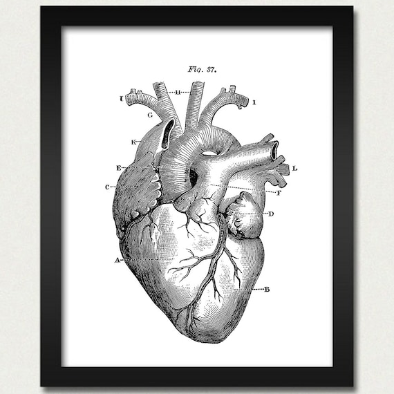 Herz Jahrgang Anatomie Wandbehang Herz Organe Medizinische Etsy