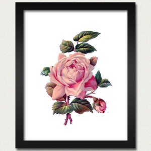Hermosa vintage rosa pared colgante cartel - rosa rosa / floral - 8x10 gran regalo idea mamá, abuela, hermana, bebé, vivero cocina impresión