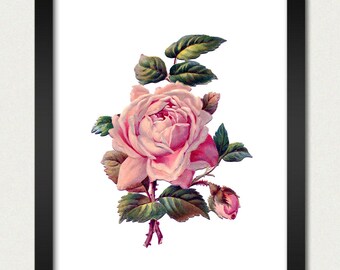 Beautiful Vintage Rose Wall Hanging Poster - Pink Rose / Floral - 8x10 Great Gift Idea Mom, Grandma, Sister, Baby, Nursery Kitchen Print