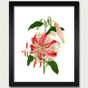 Hermosa lily pared colgante cartel - Vintage rosa y blanco lirio flor impresión - 8x10 gran idea de regalo para la universidad, adolescente, guardería, mamá, cocina