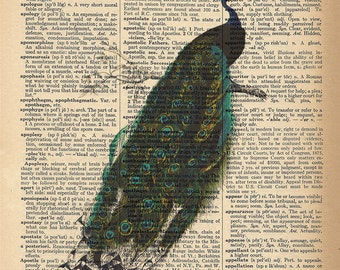 Dictionary Art Print - Beautiful Peacock with Feathers - Upcycled Vintage Dictionary Page Poster Print - Size 8x10