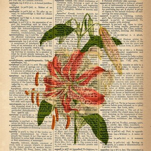 Diccionario Arte Impresión - Hermosa Naranja Naranja Lily Flor - Upcycled Vintage Diccionario Página Cartel Impresión - Tamaño 8x10
