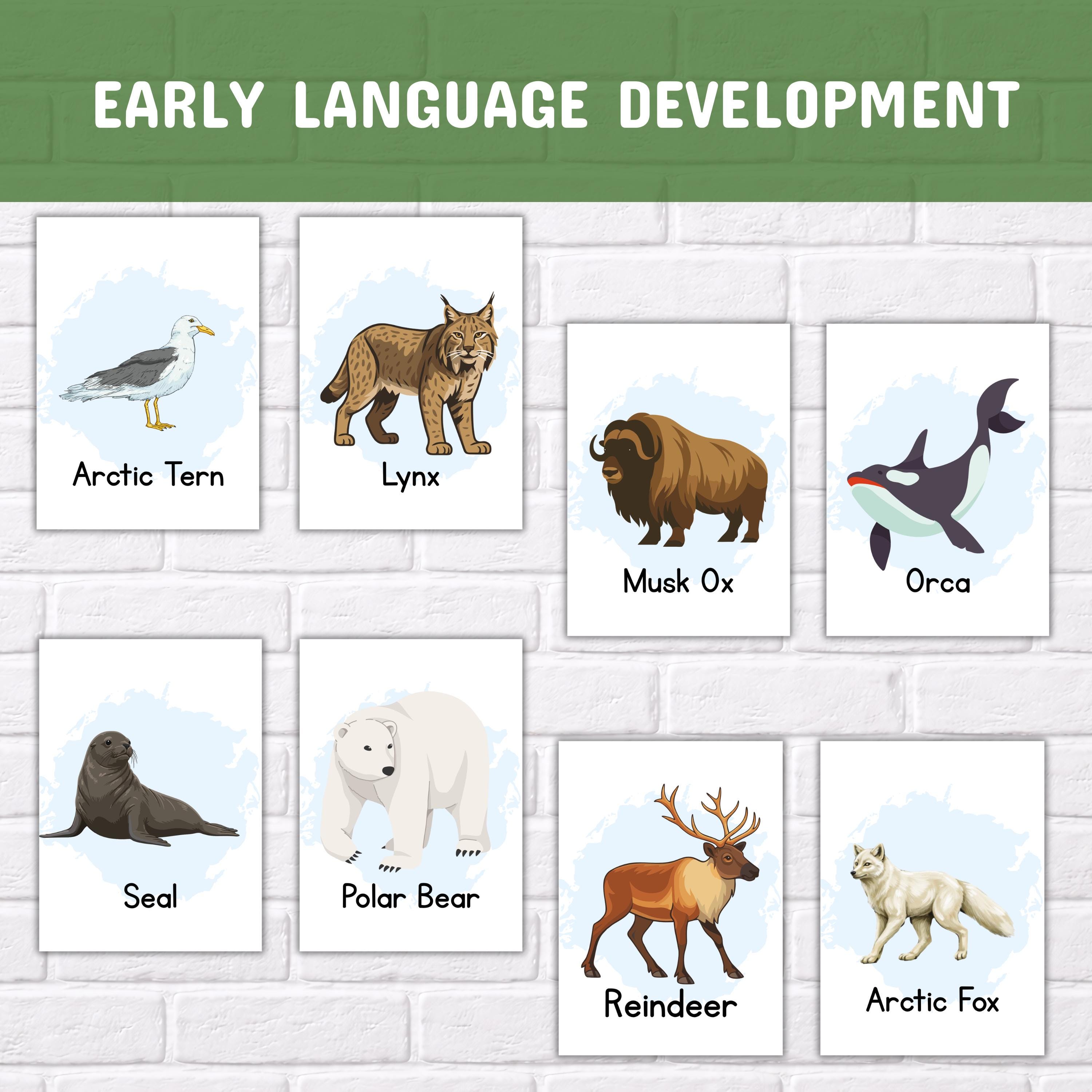 Polar Animals Flashcards for Kids, Printable Arctic Montessori Cards ...