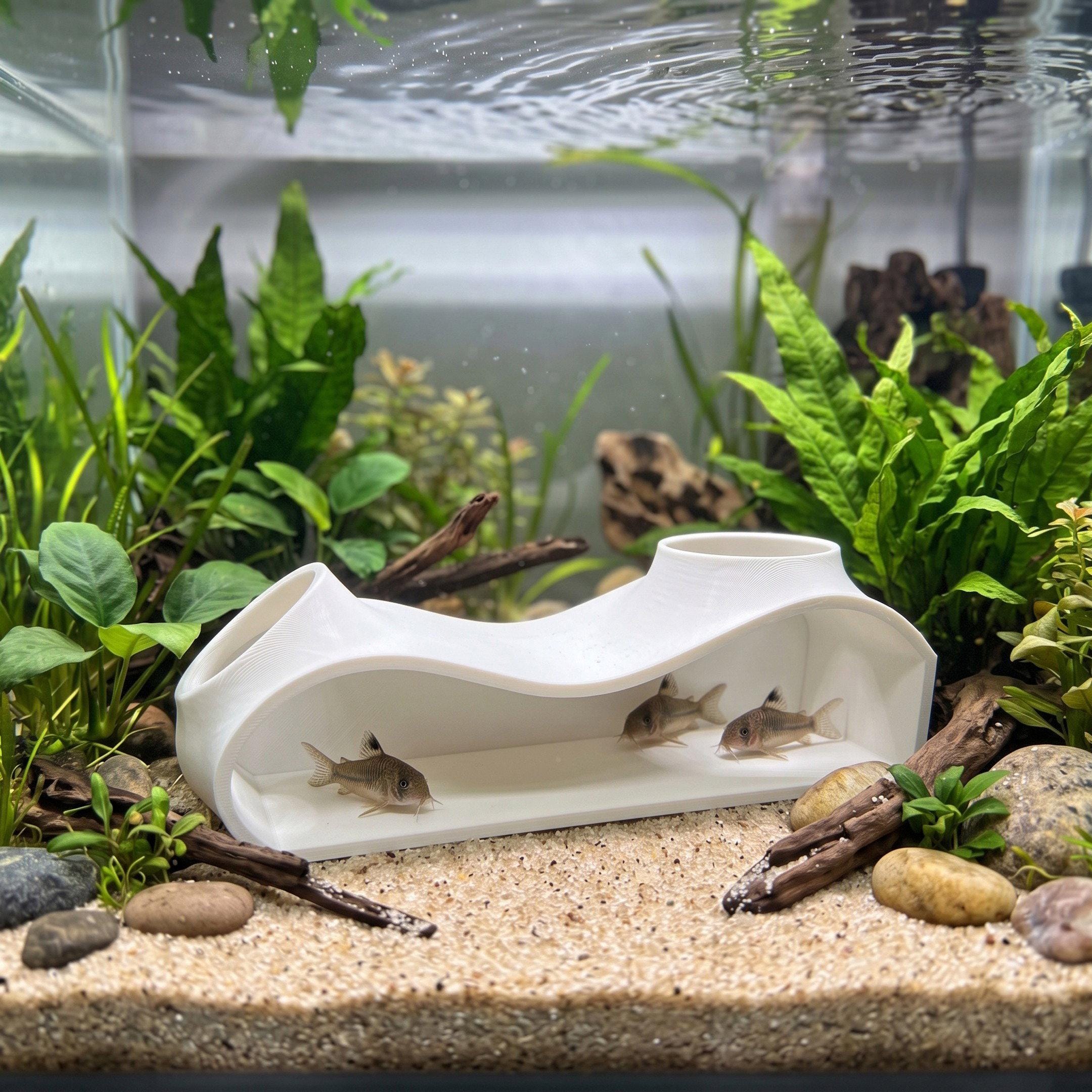 Corydoras - Etsy
