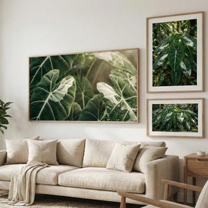 May include: Three framed botanical prints featuring large green leaves with white variegation. The largest print is centered above a beige sofa, with two smaller prints to the right. The room is decorated in neutral tones, with a potted plant and a wooden side table.