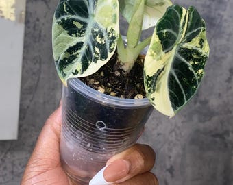 Alocasia Ninja Albo (2.5 In) - Starter Plant - Etsy