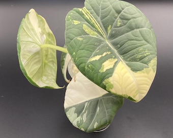 Alocasia Maharani Albo