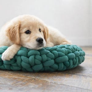 Può includere: Un cucciolo di golden retriever riposa in una cuccia intrecciata color verde acqua. Il cucciolo ha il pelo marrone chiaro e guarda la fotocamera. La cuccia è rotonda e si trova su un pavimento in legno.