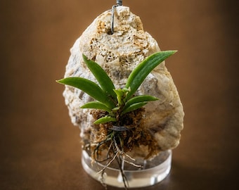 Mini Mounted Orchid on Natural Oyster Shell - Coastal Living Art Decor