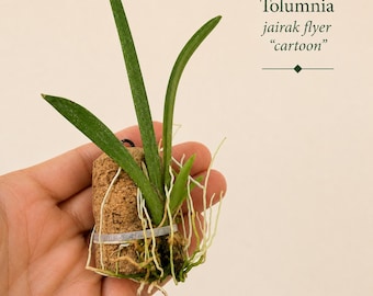 Mounted Tolumnia Orchid on Wine or Champagne Cork, Exact Plant