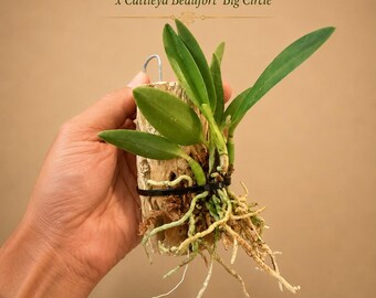 Rare Larger Cattleya Hybrids on Natural Cholla Wood - Established Specimen Mounts - You Choose Your Mount