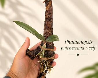 Phalaenopsis pulcherrima × self Mounted Orchid | 12" Pine Wood Mount