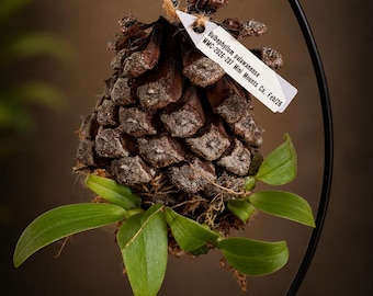 Mini Mounted Orchid on Natural Pine Cone - Organic Living Art Decor