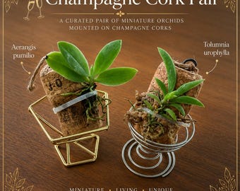 Better Together: Set of 2 Mini Mounted Orchids on Reclaimed Cork