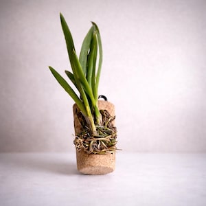 Mini Mounted Orchid on Reclaimed Wine Cork – Live Tolumnia Plant – Unique Wine Lover Gift – Free Shipping