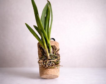 Mini Mounted Orchid on Reclaimed Wine Cork – Live Tolumnia Plant – Unique Wine Lover Gift – Free Shipping