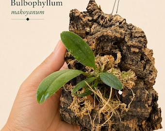 Mini Mounted Orchid on Natural Cork Bark - Classic Living Art Decor