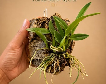 Cattleya Million Kiss on Natural Cork Bark Slab - Large Established Mount - You Choose Your Slab
