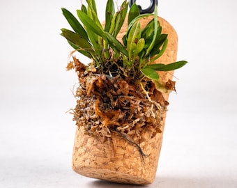 Rare Miniature Orchids Mounted on Reclaimed Cork – Dracula, Masdevallia, Stelis, Muscarella – Cloud Forest Collection – Free Shipping