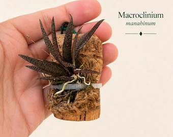 Rare Miniature Orchids Mounted on Reclaimed Cork  - Cloud Forest Collection – Free Shipping