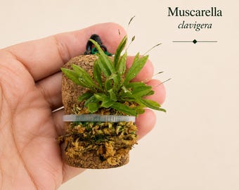 Rare Miniature Orchids Mounted on Reclaimed Cork  - Cloud Forest Collection – Free Shipping