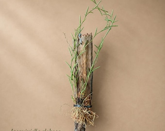 Rare Jacquiniella globosa on Natural Driftwood - Established Miniature Orchid - You Choose Your Mount